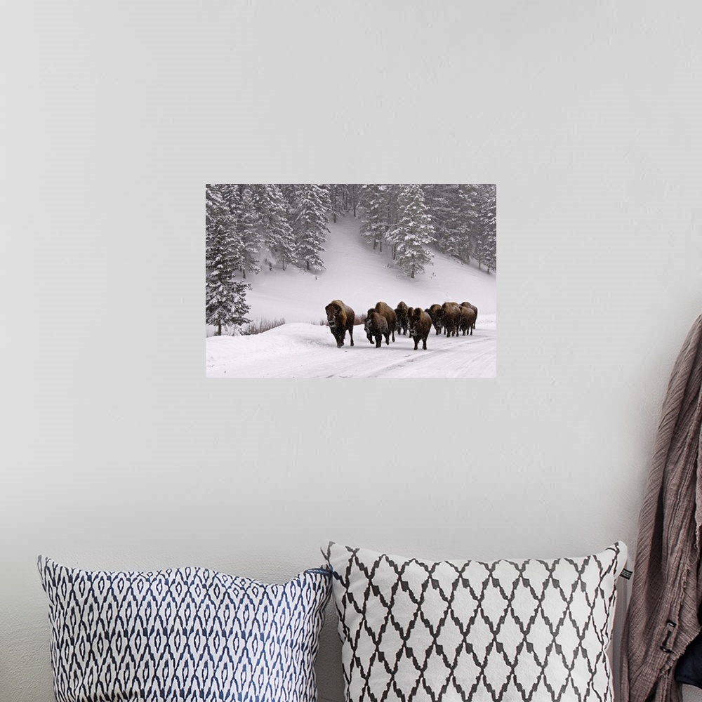 A bohemian room featuring Bison in winter, Yellowstone National Park.