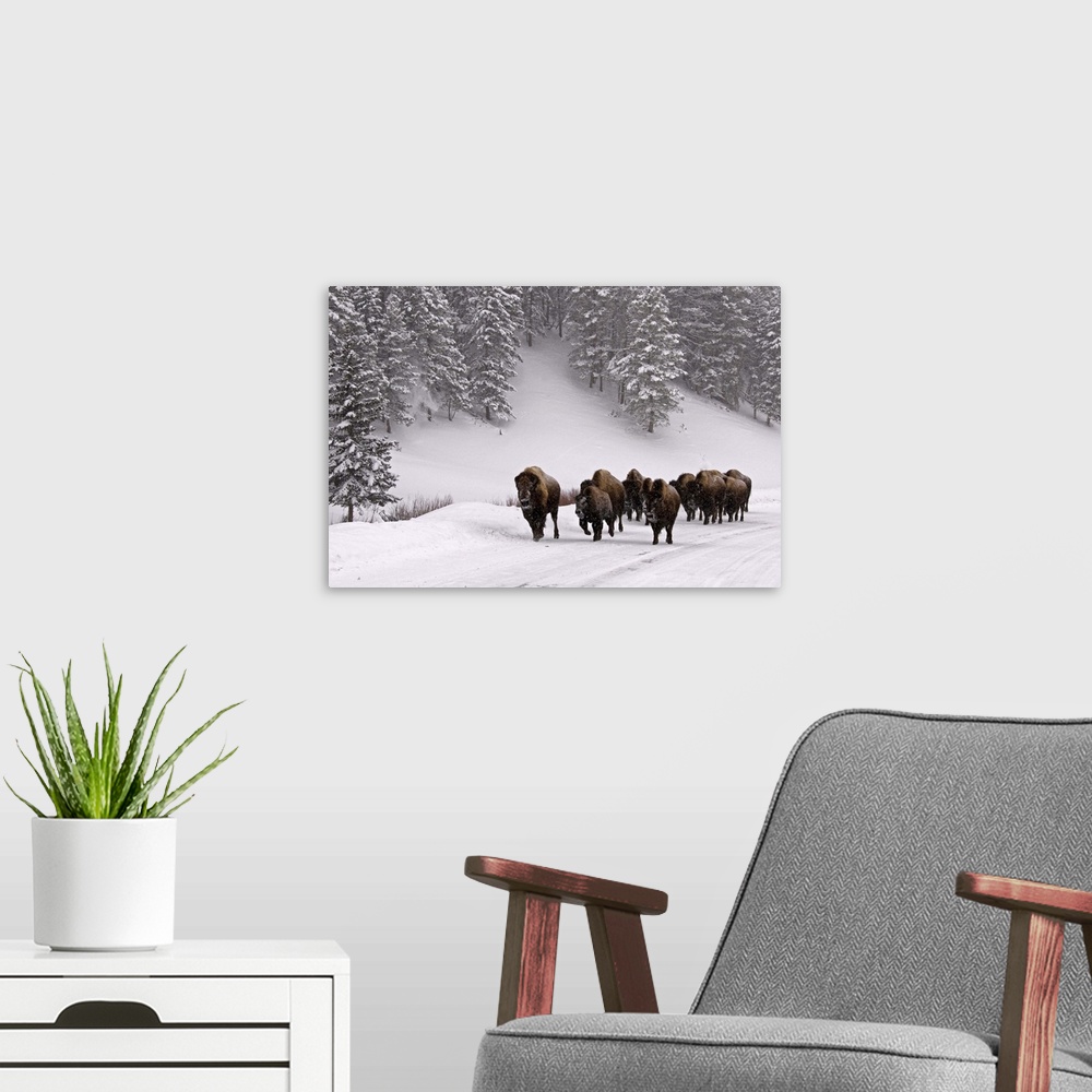 A modern room featuring Bison in winter, Yellowstone National Park.