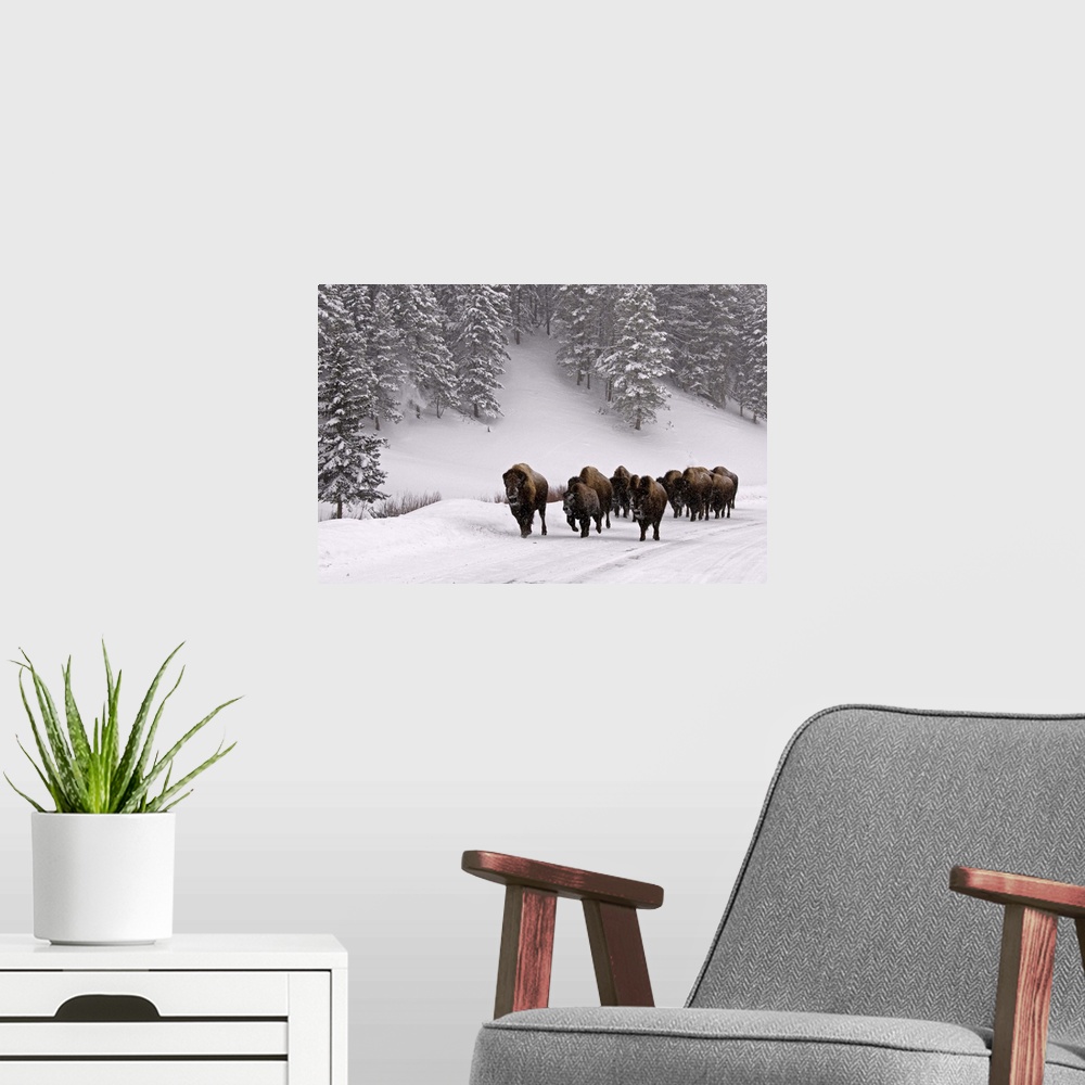 A modern room featuring Bison in winter, Yellowstone National Park.