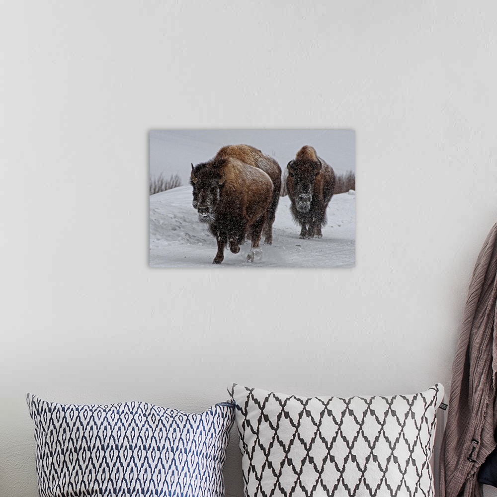 A bohemian room featuring Bison in wintery Yellowstone road.