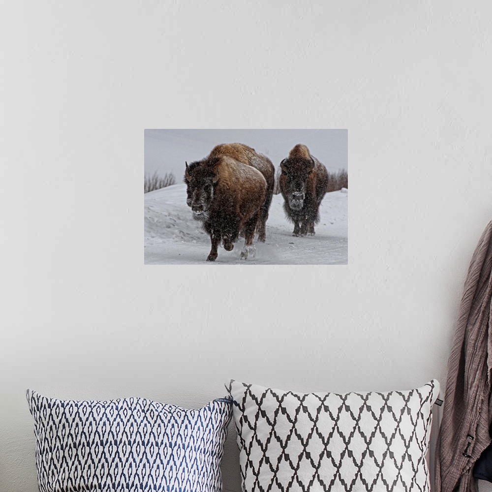 A bohemian room featuring Bison in wintery Yellowstone road.