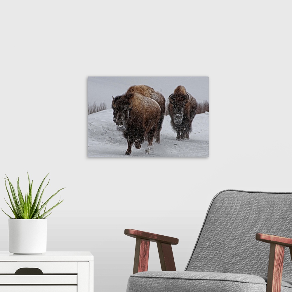 A modern room featuring Bison in wintery Yellowstone road.