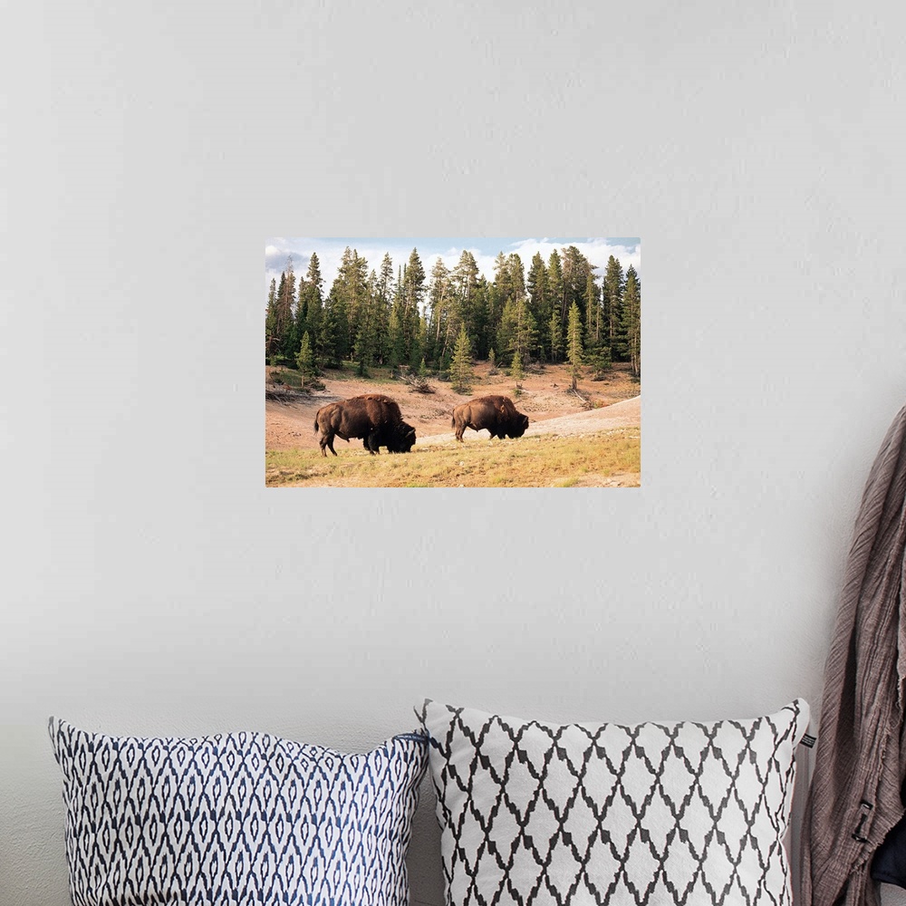 A bohemian room featuring Bison in Yellowstone National Park , Wyoming