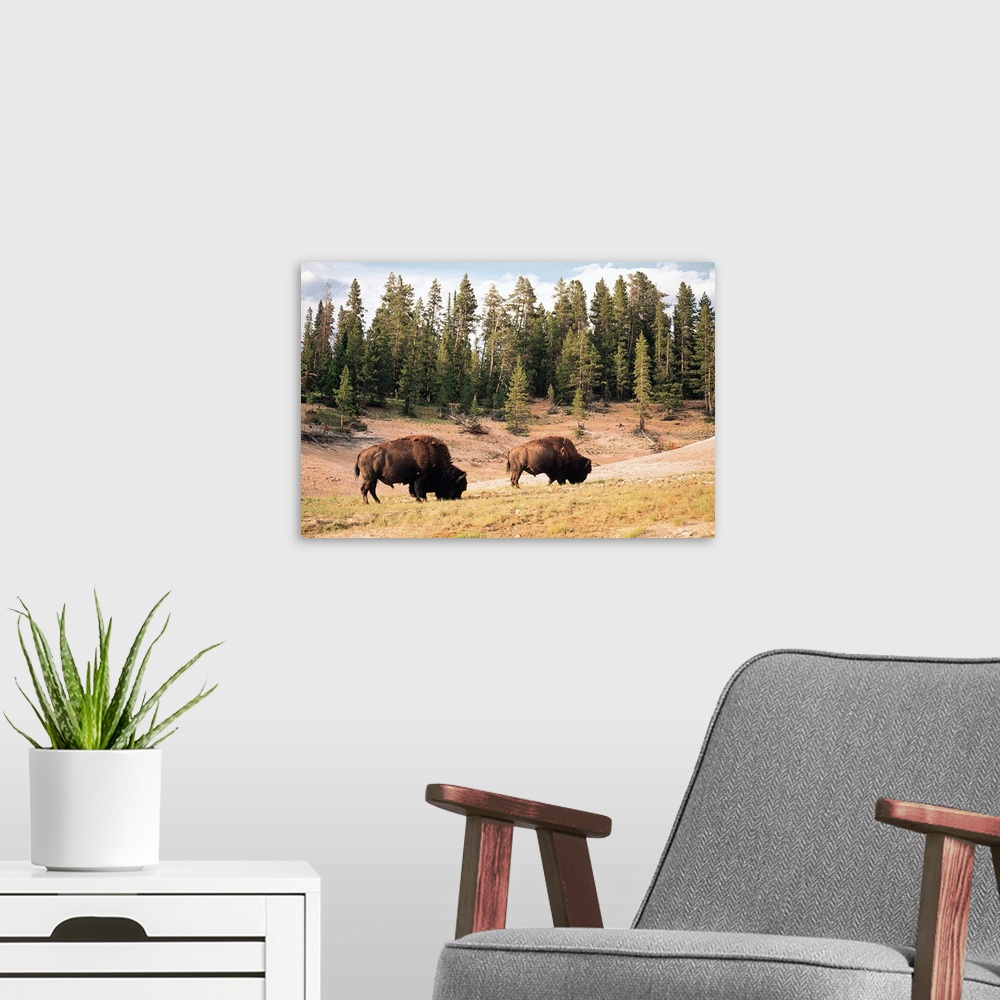 A modern room featuring Bison in Yellowstone National Park , Wyoming