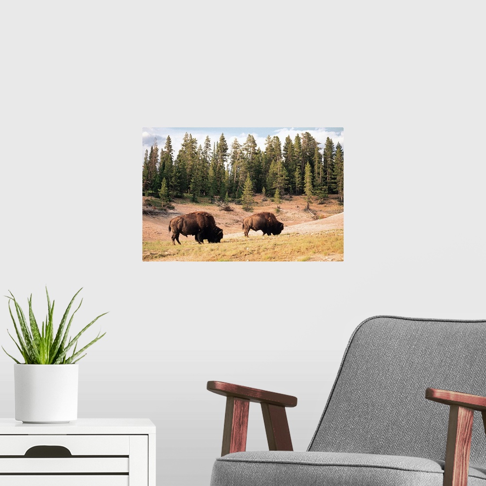 A modern room featuring Bison in Yellowstone National Park , Wyoming