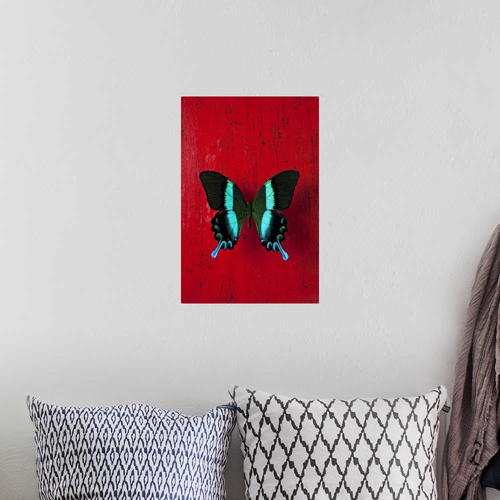 A bohemian room featuring Black and blue butterfly on red wall
