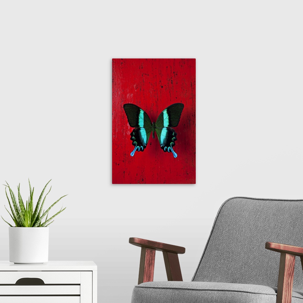 A modern room featuring Black and blue butterfly on red wall
