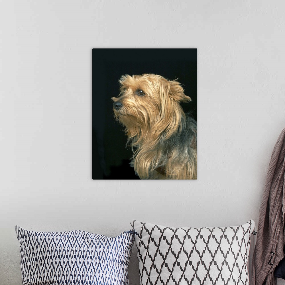 A bohemian room featuring Black and brown Yorkie left profile on black.
