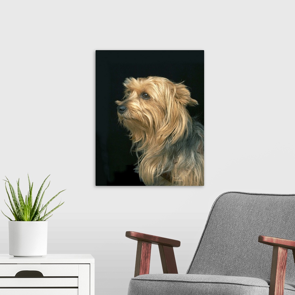 A modern room featuring Black and brown Yorkie left profile on black.