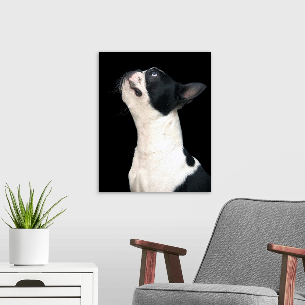 A modern room featuring Black and white boston terrier looking up.