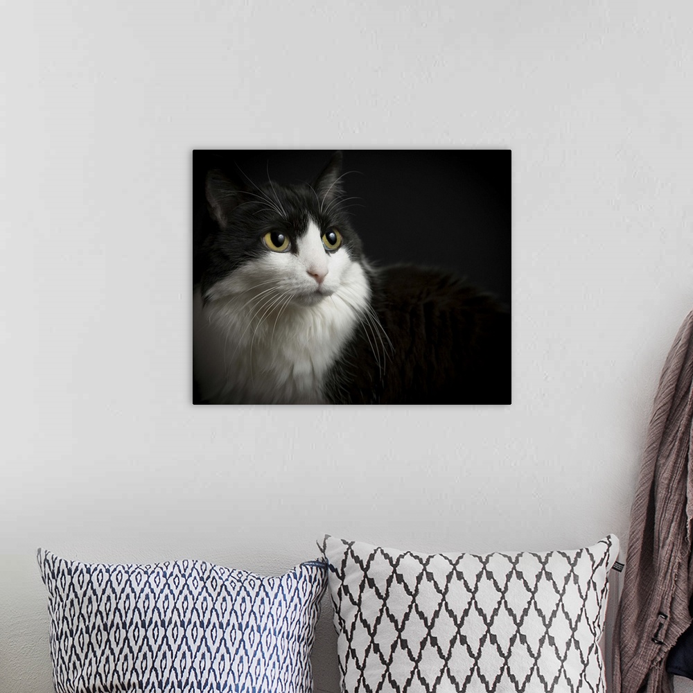 A bohemian room featuring Black and white cat, low-key on black background.  Yellow eyes, and long whiskers.