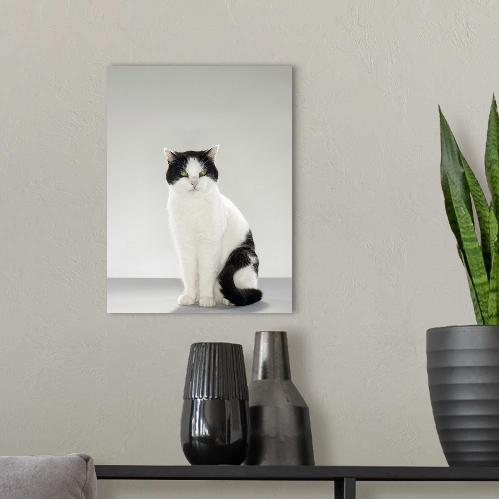 A modern room featuring Black and white cat with glowing green eyes