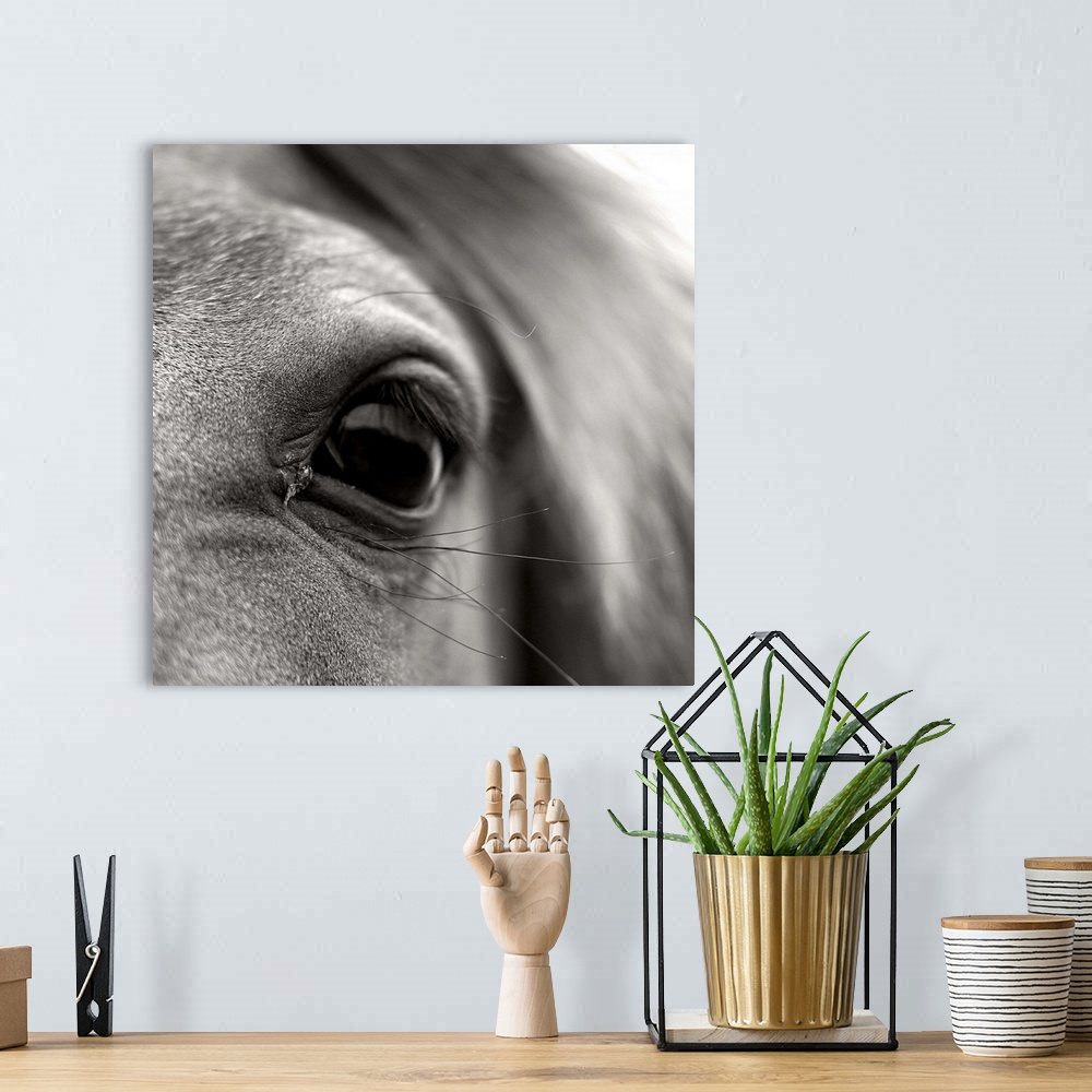 A bohemian room featuring Black and white close up of eye lashes of horse.