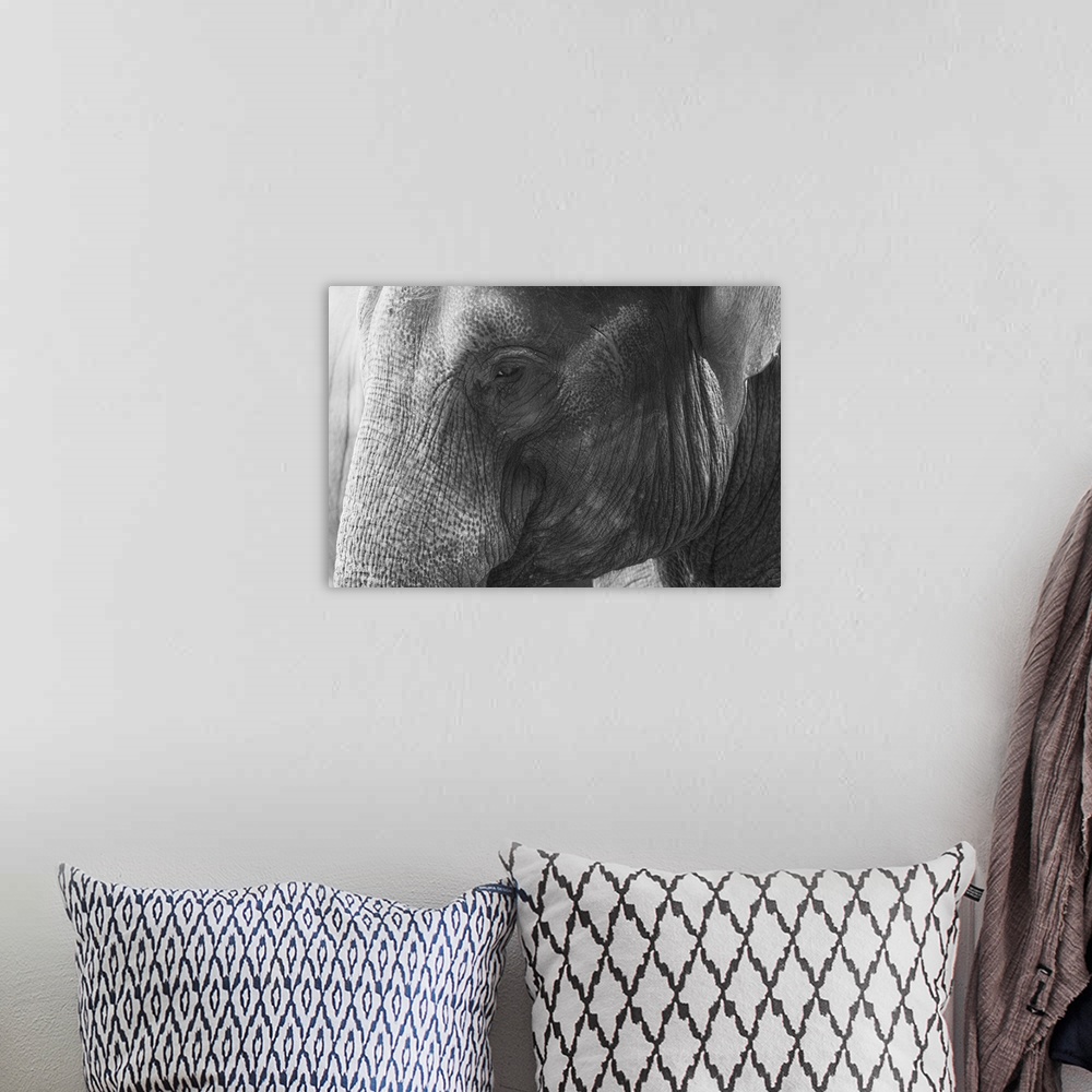 A bohemian room featuring Black and White Elephant portrait