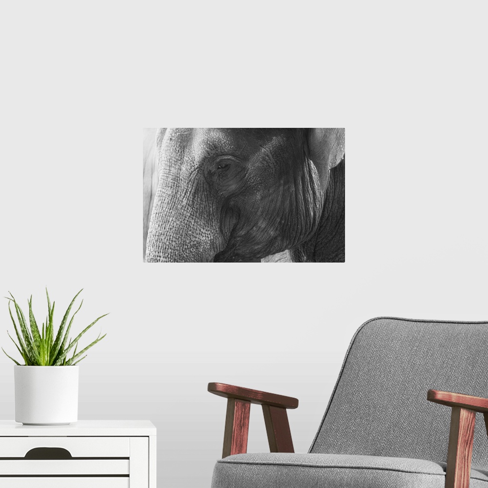 A modern room featuring Black and White Elephant portrait