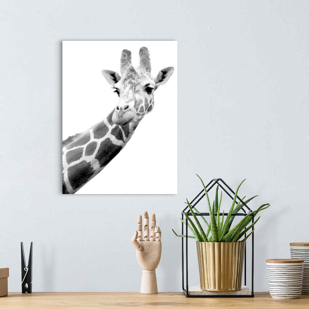 A bohemian room featuring The head and part of the neck of a giraffe is photographed in black and white.