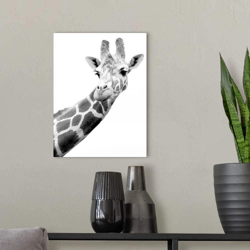 A modern room featuring The head and part of the neck of a giraffe is photographed in black and white.