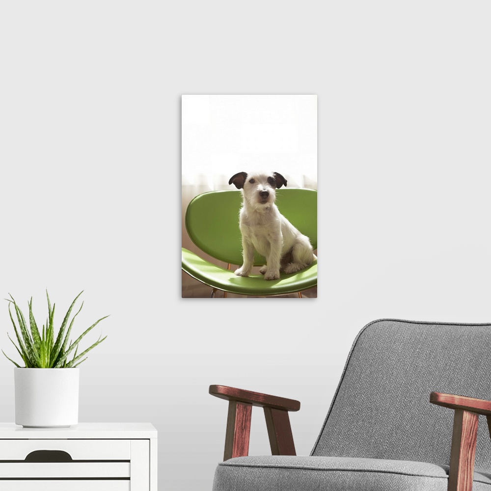 A modern room featuring Jack russell terrier.