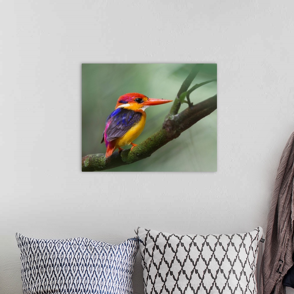 A bohemian room featuring Black-backed kingfisher on tree branch.