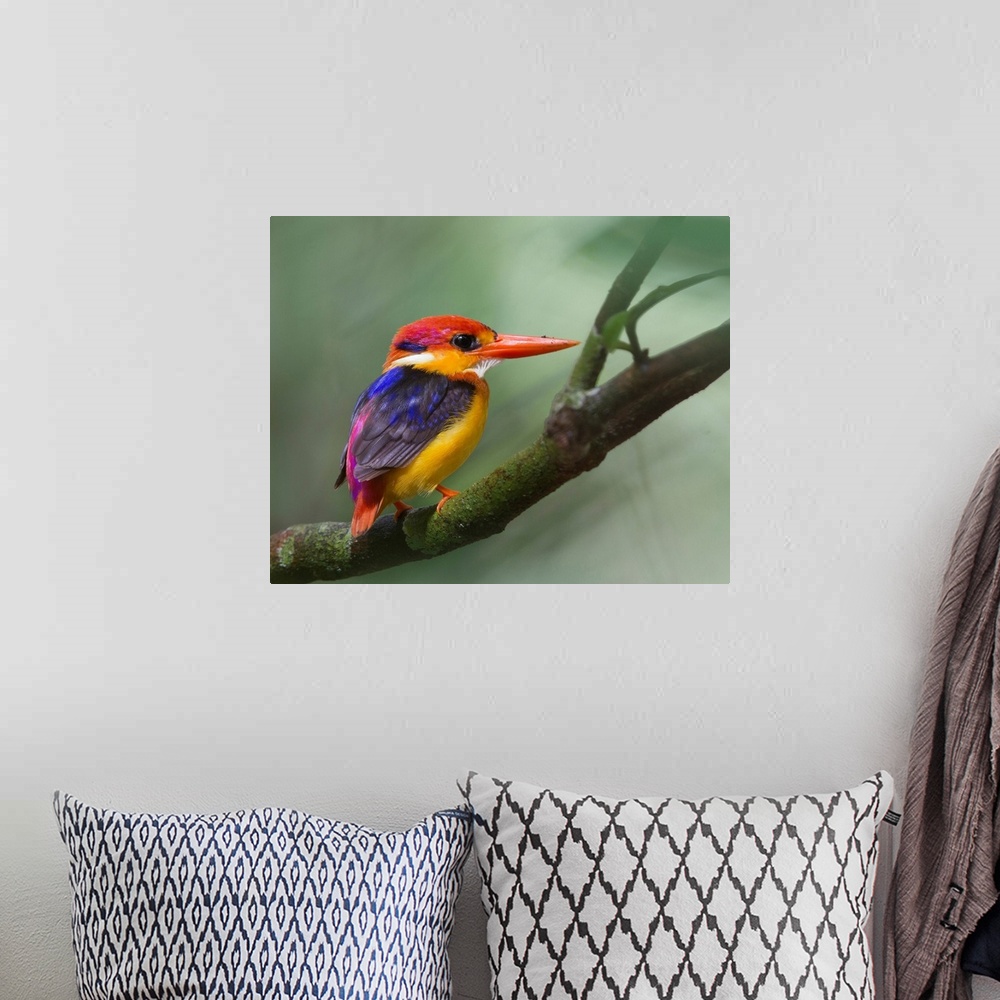 A bohemian room featuring Black-backed kingfisher on tree branch.