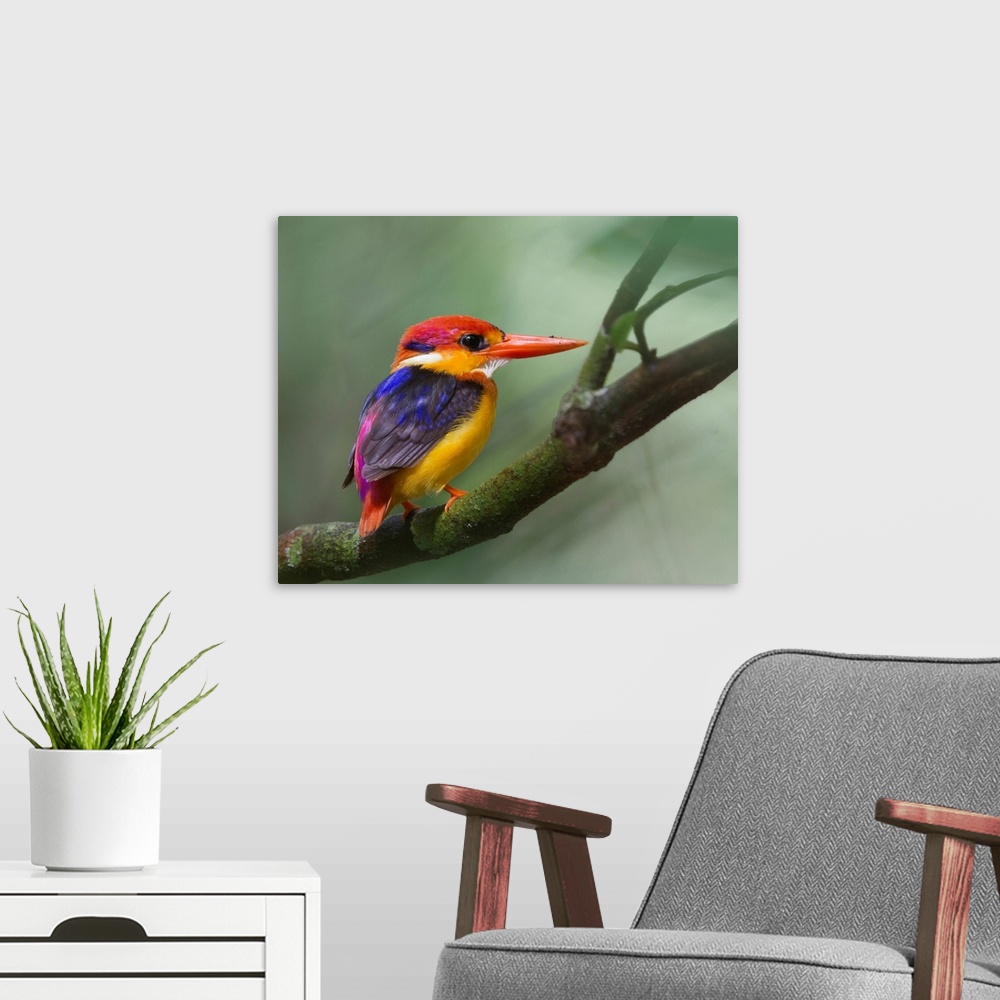 A modern room featuring Black-backed kingfisher on tree branch.