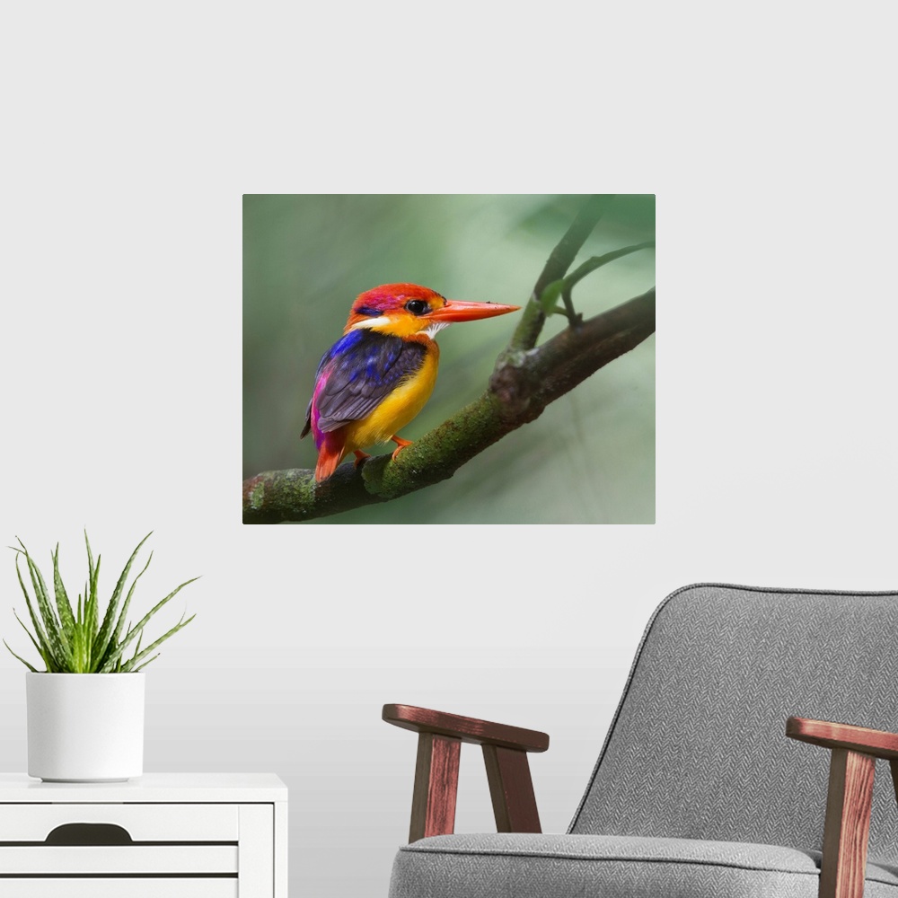 A modern room featuring Black-backed kingfisher on tree branch.