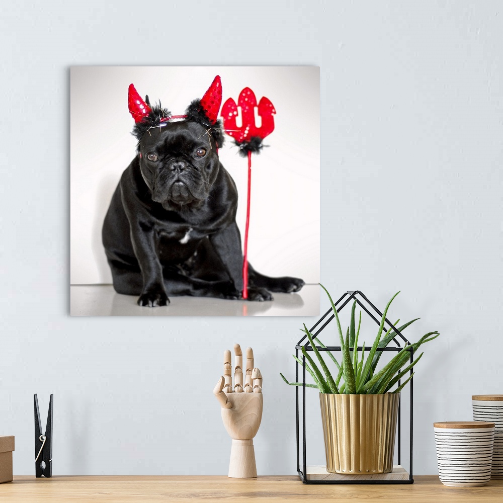 A bohemian room featuring French bulldog for Halloween party against white wall, Valencia.