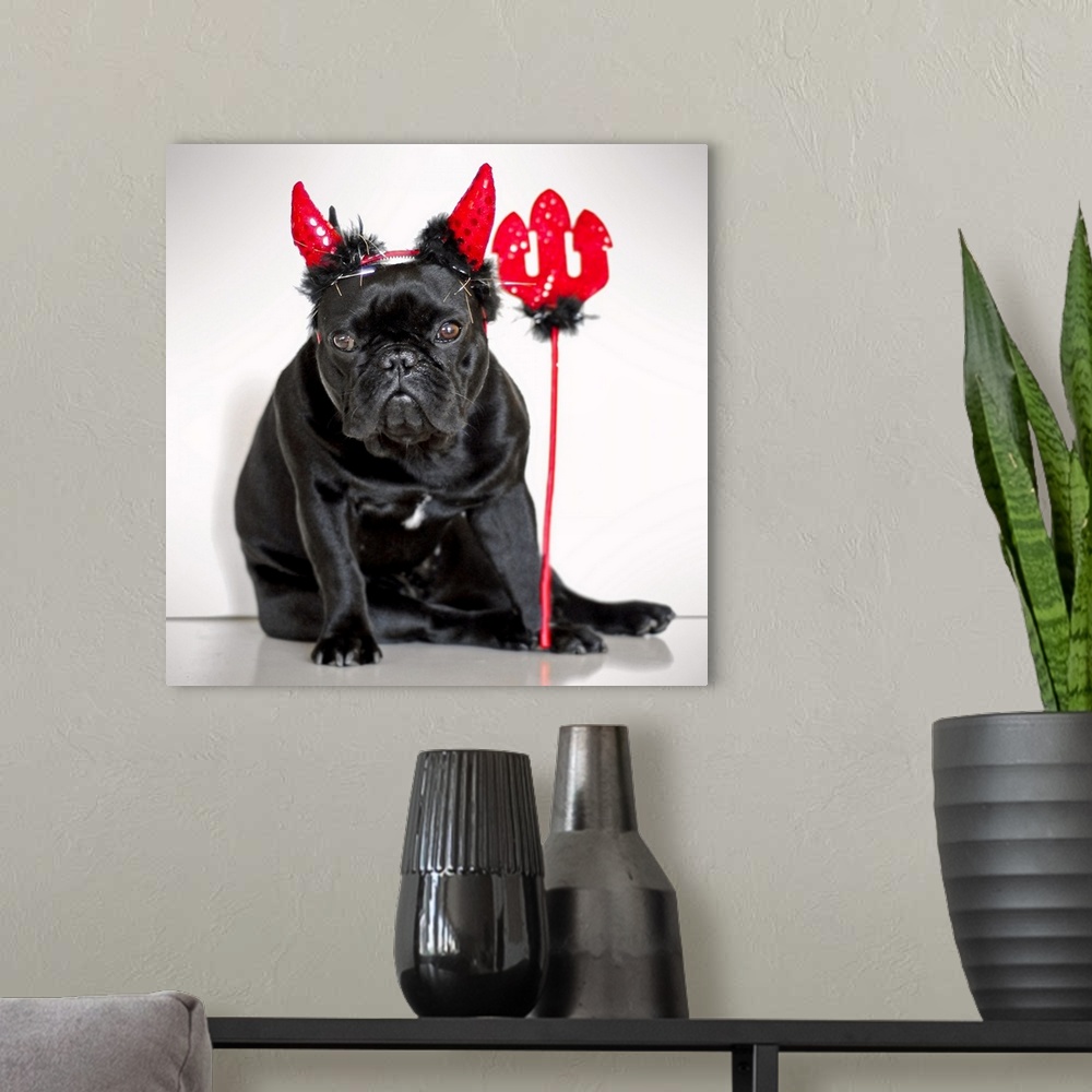 A modern room featuring French bulldog for Halloween party against white wall, Valencia.