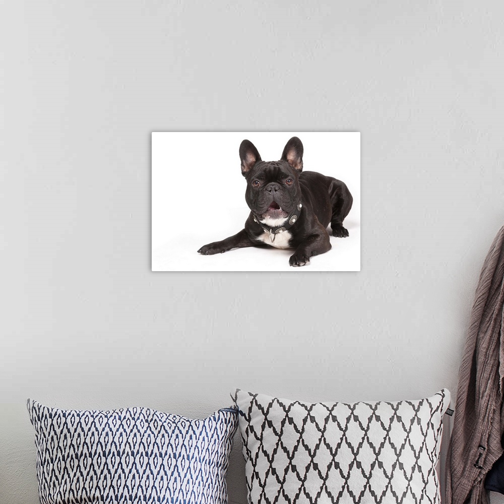 A bohemian room featuring French Bulldog!Male dog lying on white paper.Stockphoto.