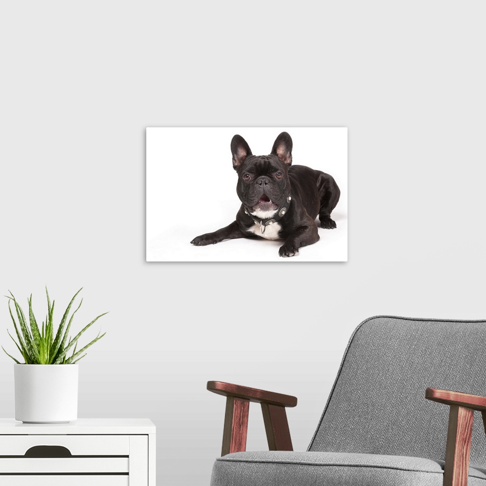 A modern room featuring French Bulldog!Male dog lying on white paper.Stockphoto.