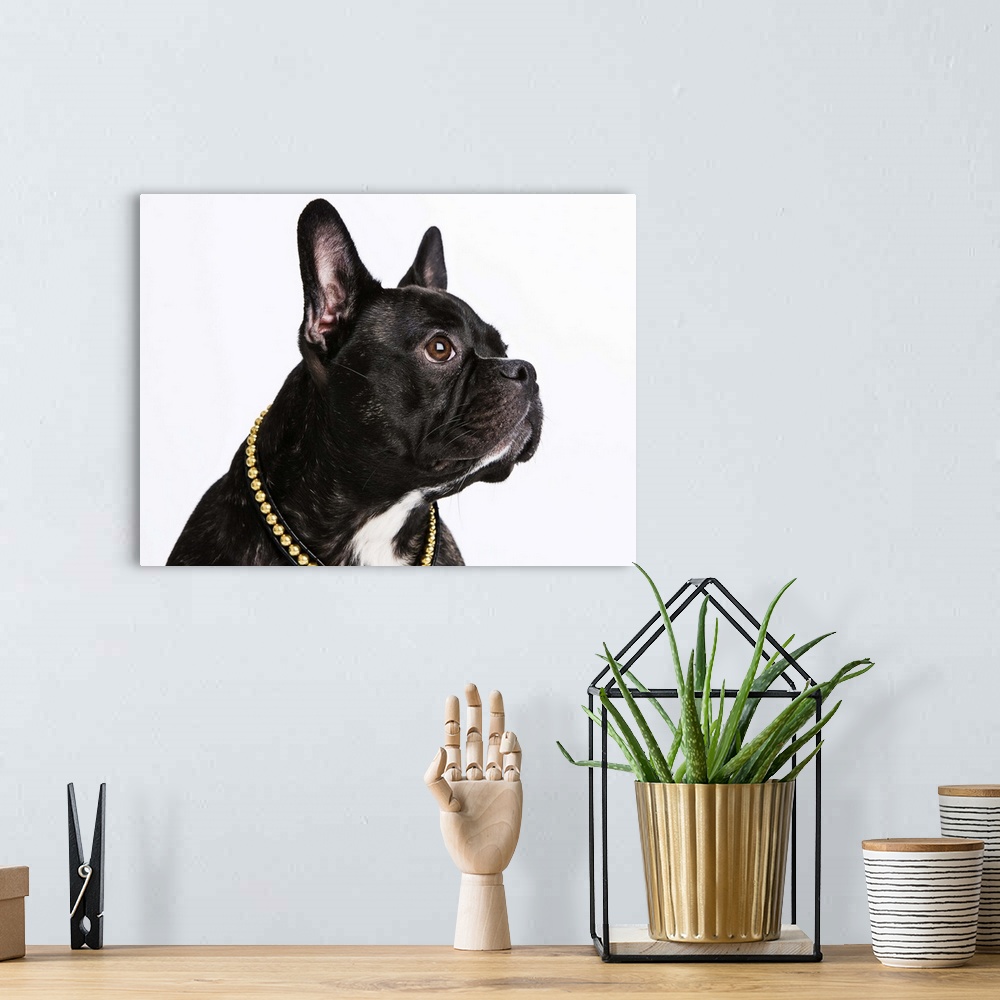 A bohemian room featuring Black French Bulldog with a regal pose.