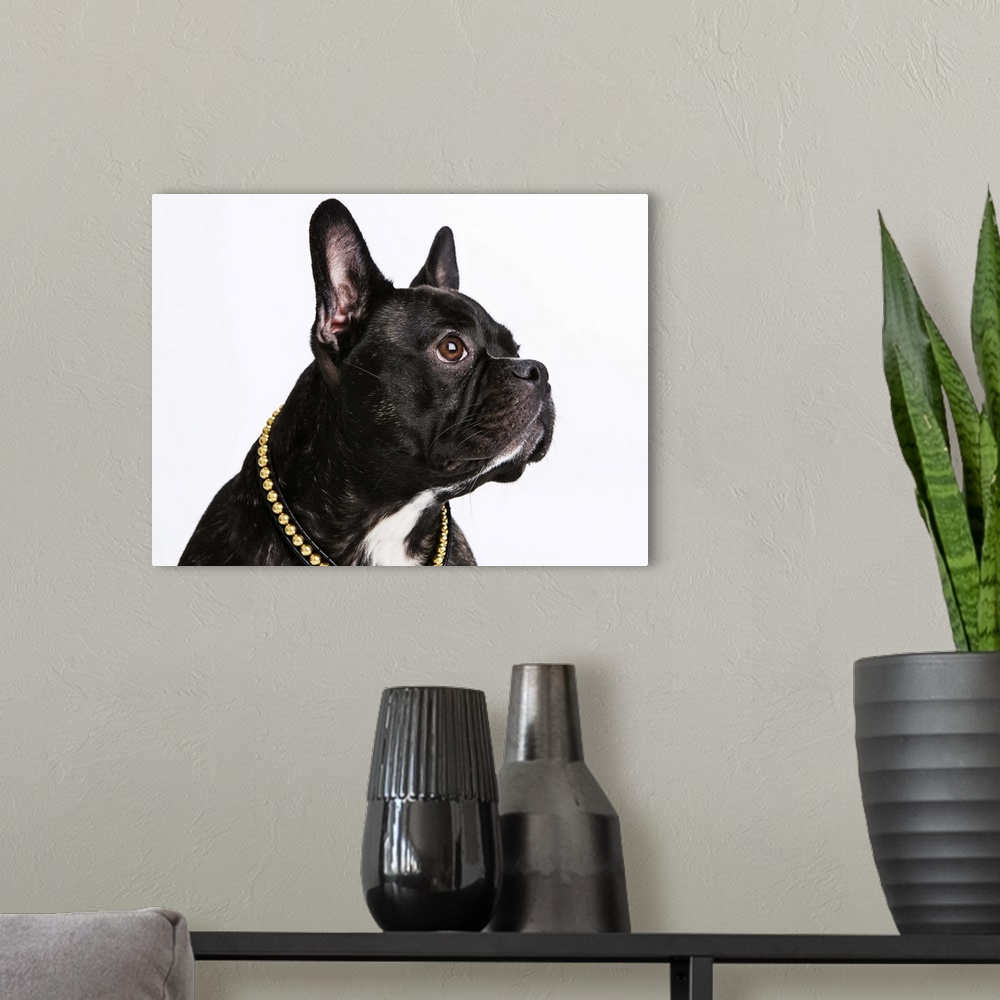 A modern room featuring Black French Bulldog with a regal pose.