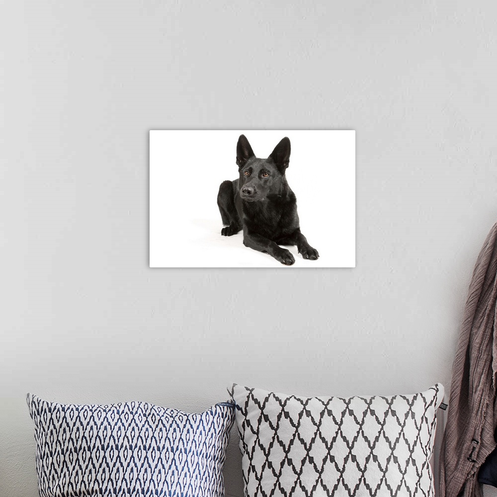 A bohemian room featuring Black German ShepherdLying on white paper.Stockphoto.