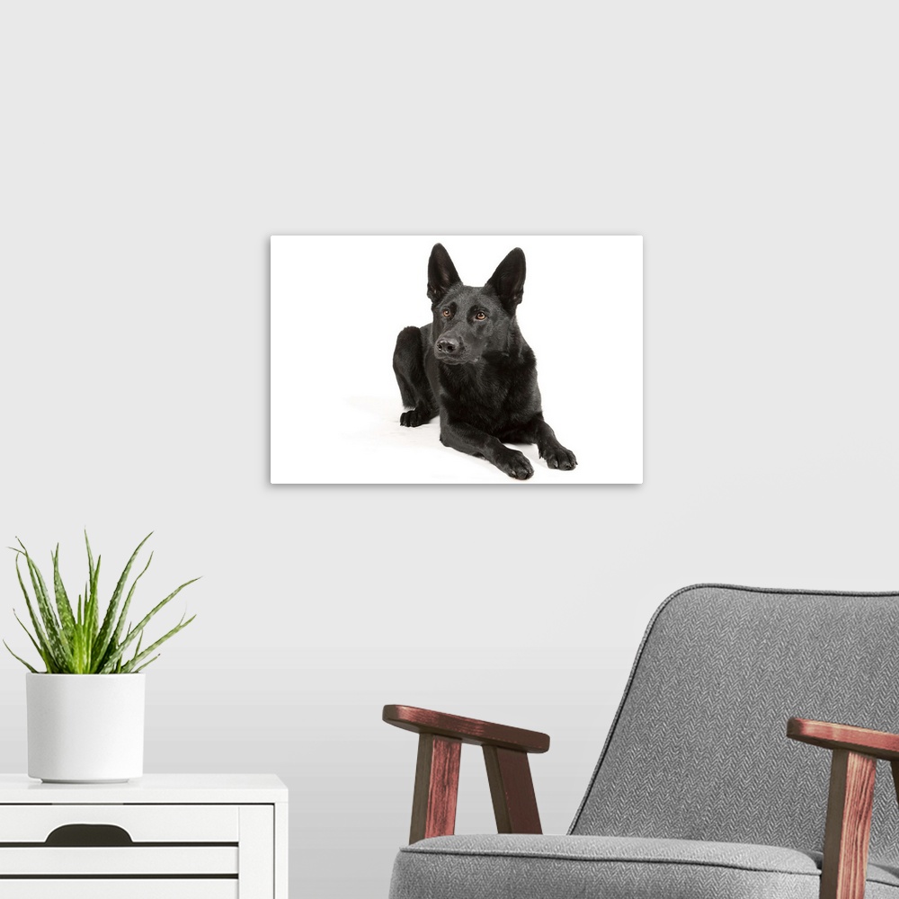 A modern room featuring Black German ShepherdLying on white paper.Stockphoto.