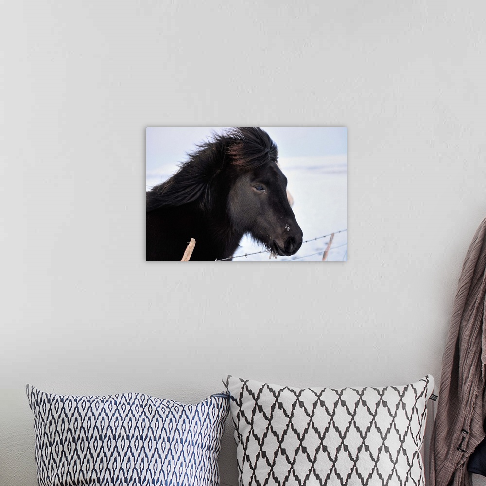A bohemian room featuring A black horse with ice in it's hair in a field in Iceland near Geysir.