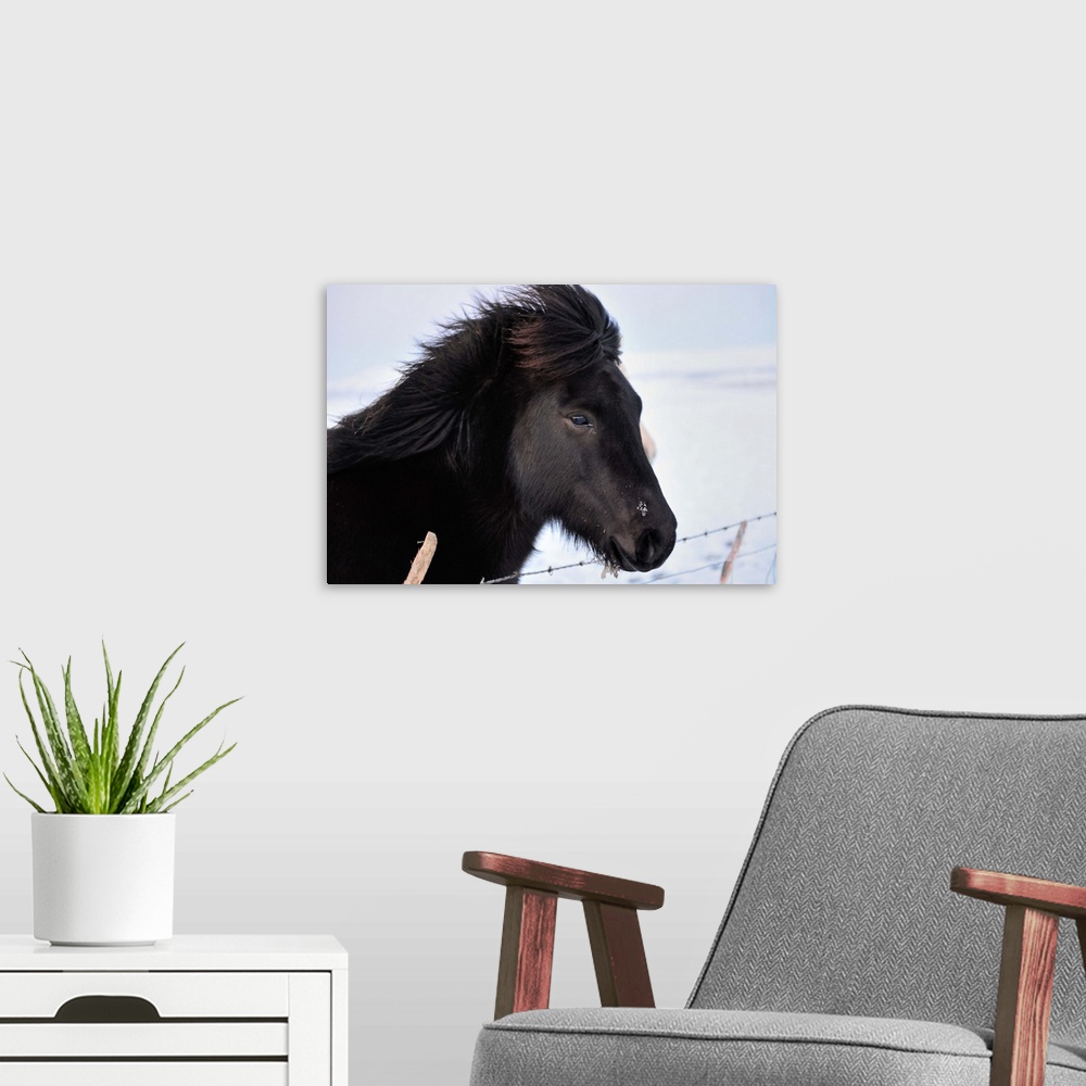 A modern room featuring A black horse with ice in it's hair in a field in Iceland near Geysir.