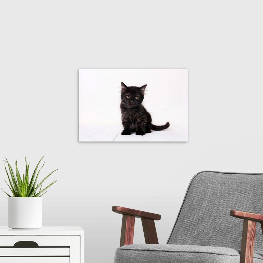 A modern room featuring Black kitten.