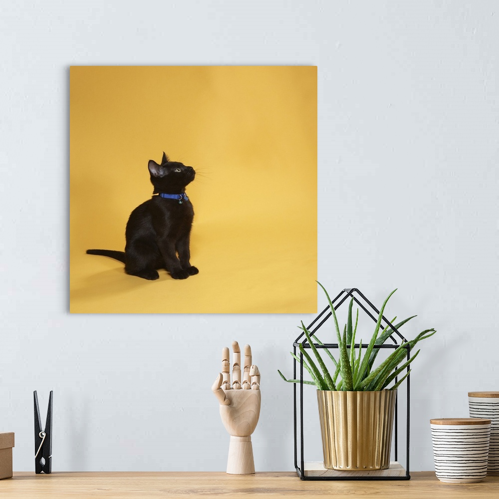 A bohemian room featuring Black kitten in collar, studio shot