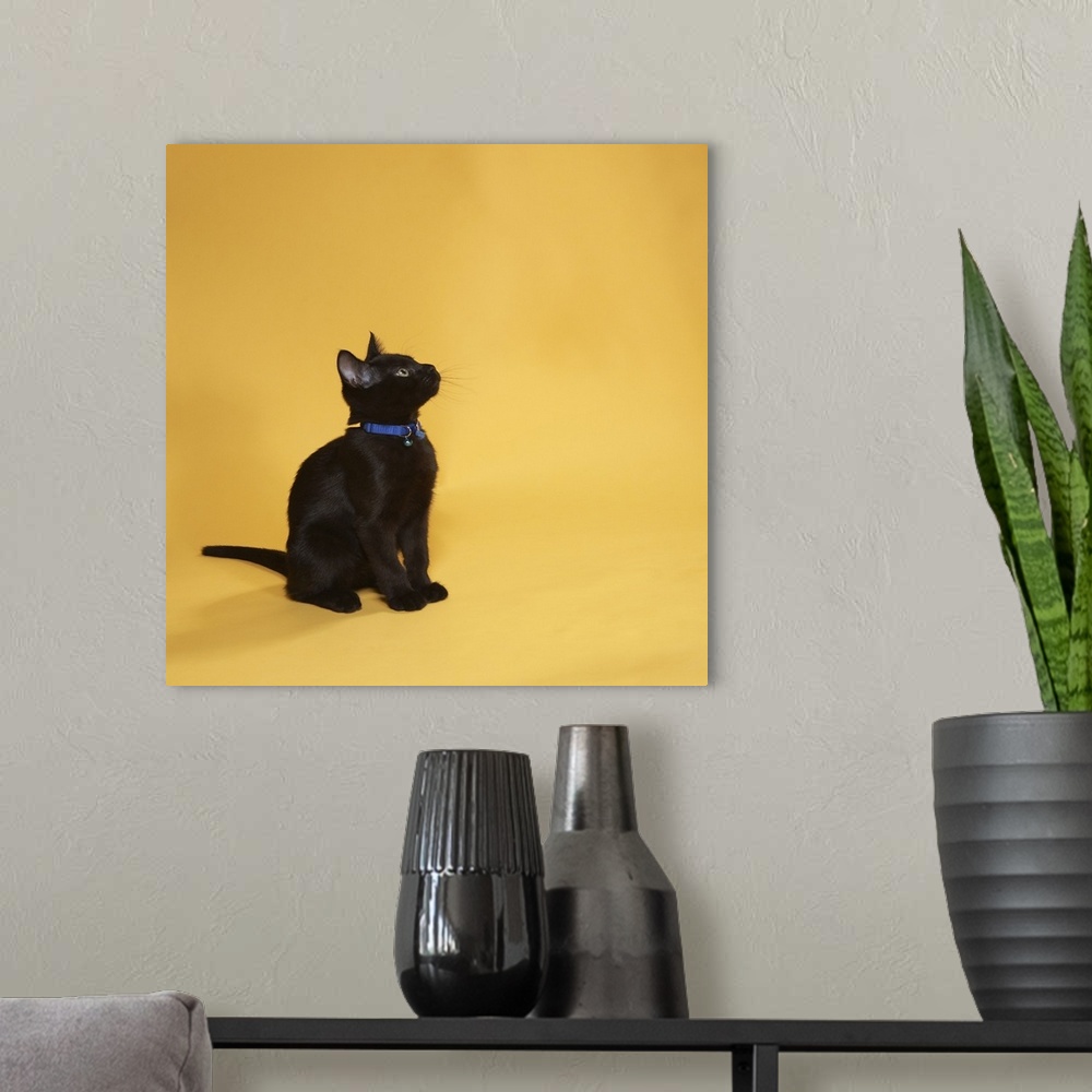 A modern room featuring Black kitten in collar, studio shot