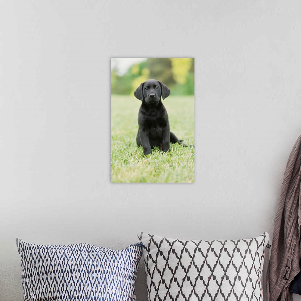 A bohemian room featuring Black Labrador Puppy