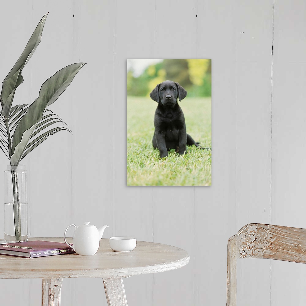 A farmhouse room featuring Black Labrador Puppy