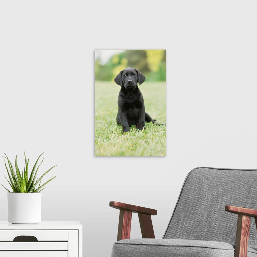 A modern room featuring Black Labrador Puppy