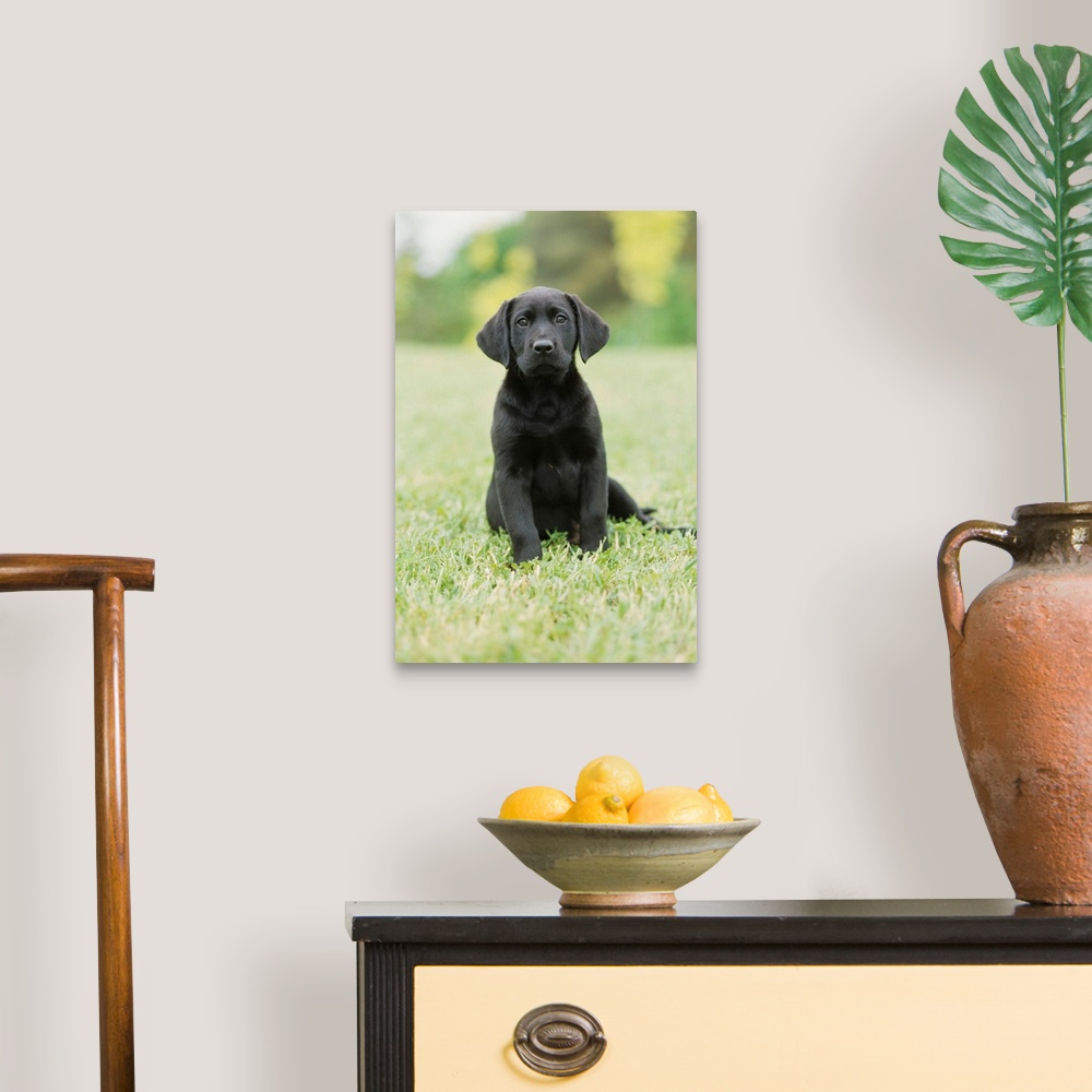 A traditional room featuring Black Labrador Puppy