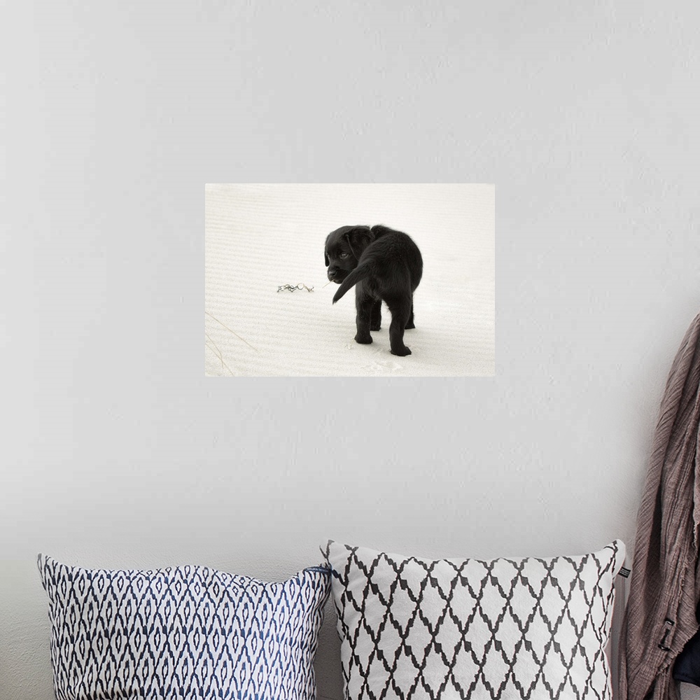 A bohemian room featuring 8 week old, black labrador retriever puppy on a white sand beach looking over her shoulder back t...