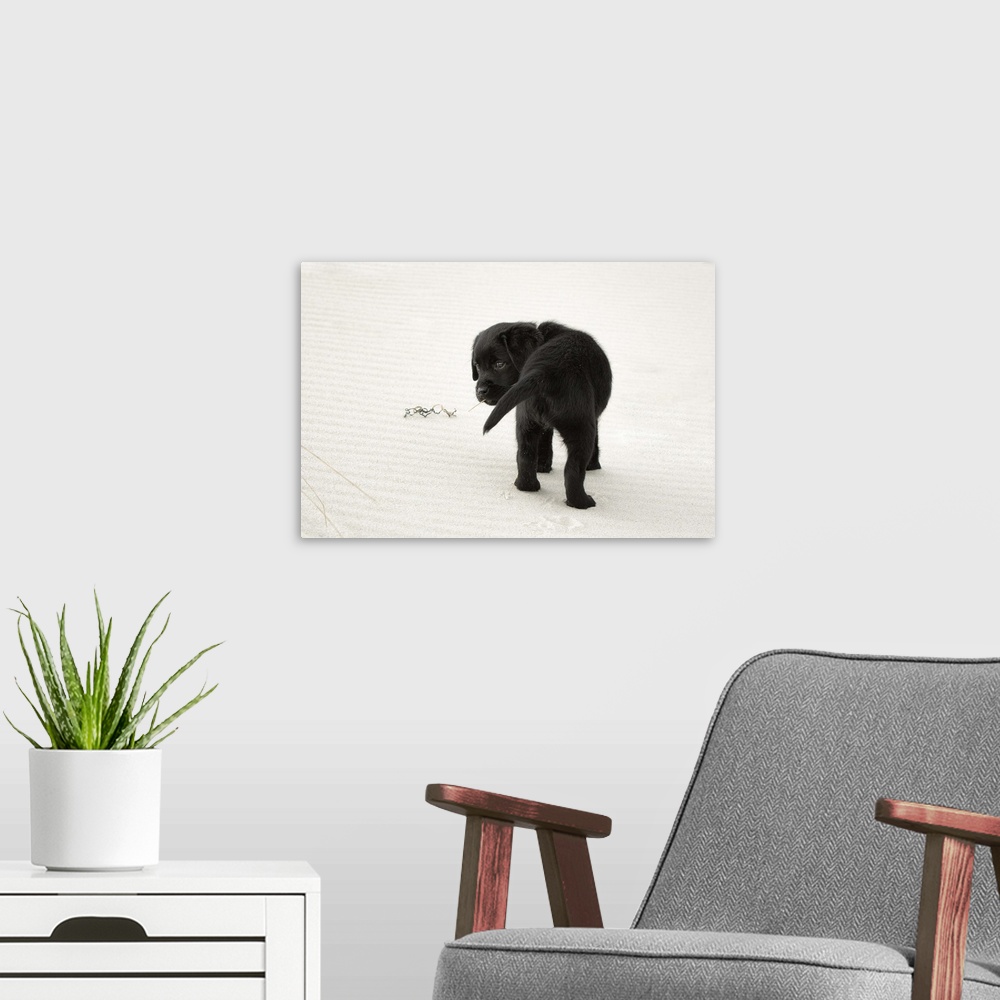 A modern room featuring 8 week old, black labrador retriever puppy on a white sand beach looking over her shoulder back t...