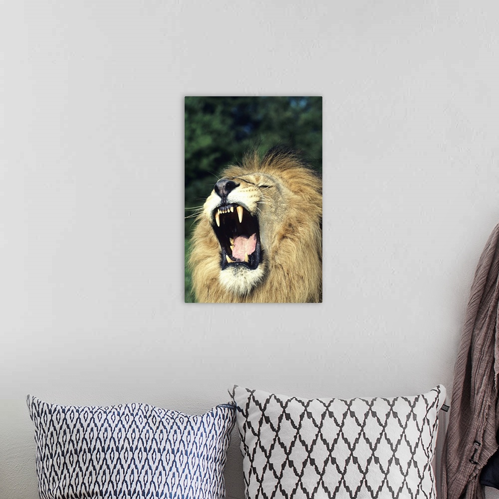 A bohemian room featuring Black-maned male African lion yawning, headshot, Africa