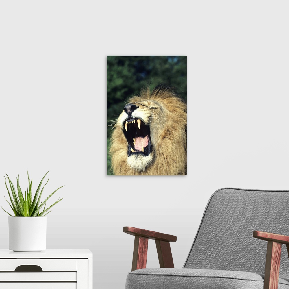 A modern room featuring Black-maned male African lion yawning, headshot, Africa