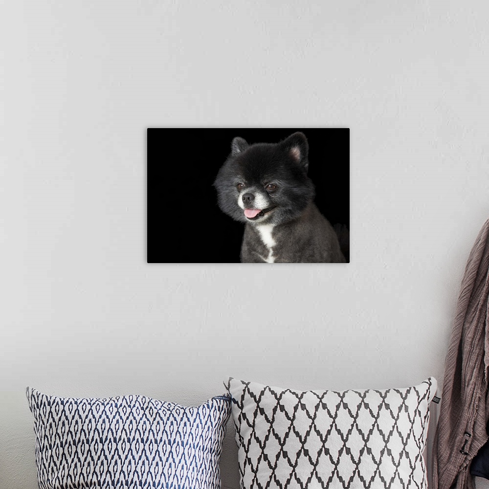 A bohemian room featuring Black pomeranian looking to the left