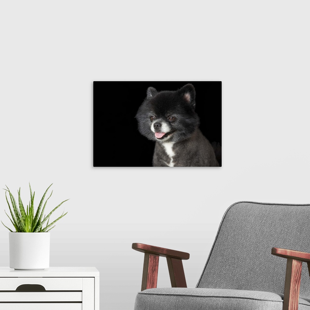 A modern room featuring Black pomeranian looking to the left