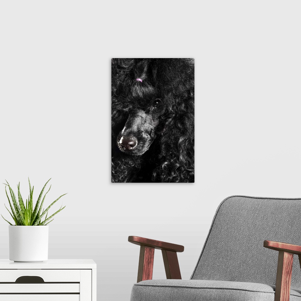 A modern room featuring Black Poodle